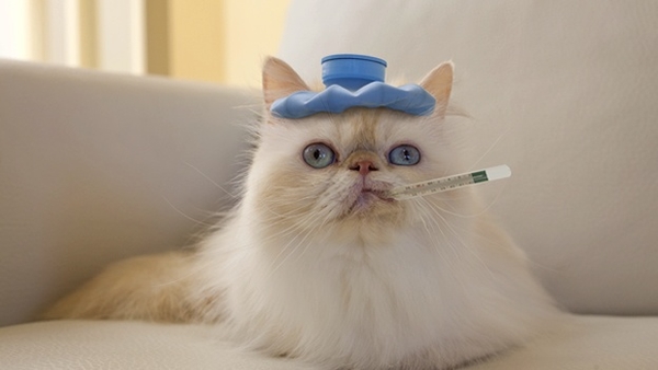 sick-cat-mascota